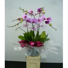 5 Stems Orchid Plant