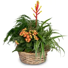 Indoor plant pot 'Symphony of plants'