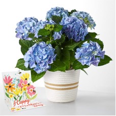 Beyond Blue Hydrangea & Mother's Day Pop Up Card