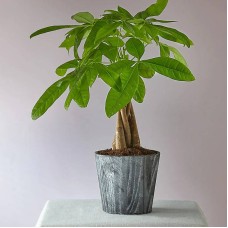 Lucky Day Money Tree