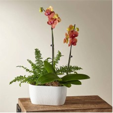 Orchid & Fern Garden