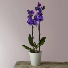 Masterful Watercolor Orchids