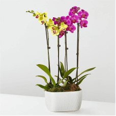 Purple & Yellow Orchid Garden