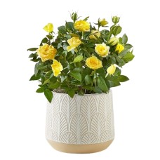 Yellow Mini Rose Plant