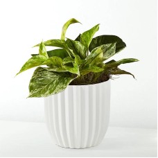Golden Pothos