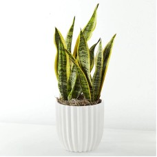 Snake Plant