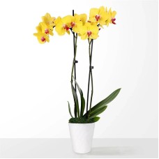 Sunshine Yellow Orchid