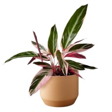 Calathea Stromanthe Triostar