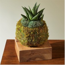 Haworthia Succulent Kokedama