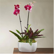 Purple Orchid & Rattlesnake Calathea Garden