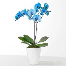 Blue Watercolor Orchid