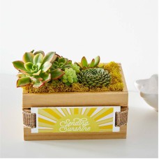 Sending Sunshine Succulent Crate