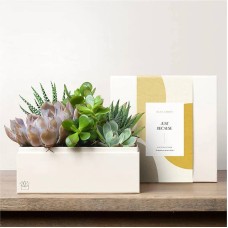 Lula's Garden - Just Because Premium Gardens (Urban Garden)