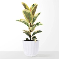 Large Ficus Elasitca Tineke Plant