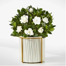 8" Fragrant Gardenia Plant