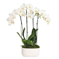 Simple Beauty White Orchid Garden