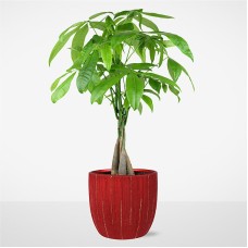 Forever Love Money Tree