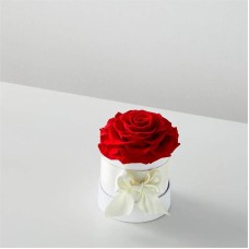 Red Forever Roses (Single Preserved Rose)