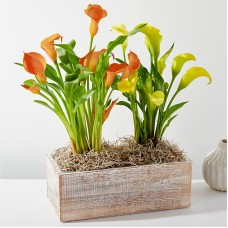 Double Calla Lily Plant