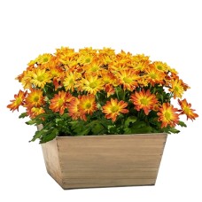 Blooming Bronze Garden