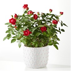 Pearl Kiss Red Mini Rose