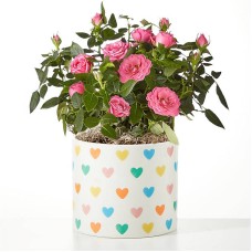 Blush Pearl Mini Rose
