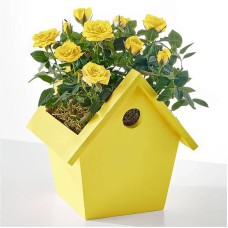 Hello Sunshine Mini Rose