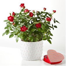 Pearl Kiss Red Mini Rose with Heart Shaped Chocolate