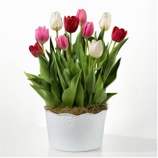 All You Need Is Love Tulip Bulb Garden