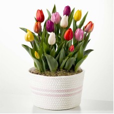 Rainbow Tulip Bulb Garden