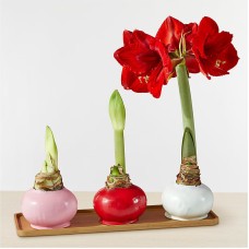 Wax Amaryllis Bulb Trio