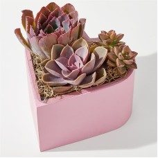 Heart Succulent Garden
