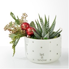 Let It Snow Succulent Garden