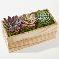 Pure Harmony Succulent Garden