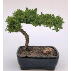 Juniper Bonsai Tree - Large
(Juniper Procumbens "nana")
