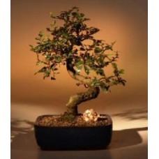 Chinese Elm Bonsai Tree - Medium
Curved Trunk Style
(Ulmus Parvifolia)