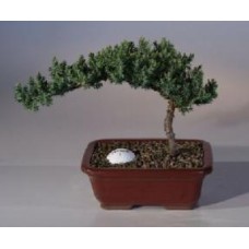 Juniper with Fairway Golf Ball
(Juniper Procumbens "nana")