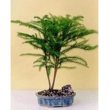 Norfolk Island Pine-Medium