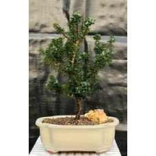Japanese Dwarf Pagoda Holly
(Ilex Crenata dwarf "Pagoda")