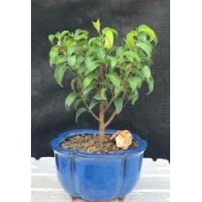 Ficus 'Too Little' Bonsai Tree - Small
(ficus benjamina "too little")