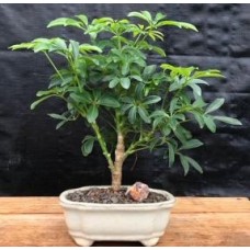 Hawaiian Umbrella Bonsai Tree - Small
(arboricola schefflera 'luseanne')