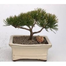 Mugo Pine Bonsai Tree - Small
(pinus mugo 'valley cushion')