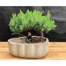 Juniper Bonsai Tree
Land/Water Pot with Scalloped Edges - Medium
(Juniper Procumbens "nana")