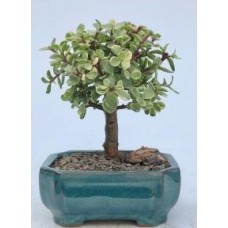 Baby Jade Bonsai Tree Variegated - Medium
(portulacaria afra variegata)
