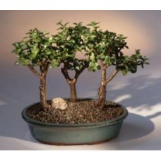 Baby Jade - 3 Bonsai Tree Group
(portulacaria afra)