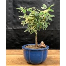 Golden Hawaiian Umbrella Bonsai Tree - Small
(arboricola schefflera 'luseanne')