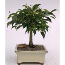 Oriental Ficus Bonsai Tree - Medium
(ficus benjamina 'orientalis')