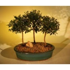Flowering Brush Cherry Bonsai Tree
Three (3) Tree Forest Group
(eugenia myrtifolia)