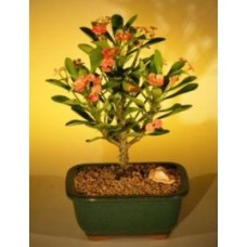 Flowering Crown of Thorns Bonsai Tree - Red / Salmon
(euphorbia milii)
