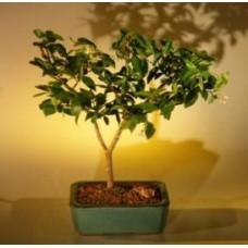 Flowering Water Jasmine Bonsai Tree - Medium
(wrightia religiosa)